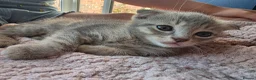 Scottish Fold cats for sale: Beautiful Scottish Fold Grey kittens for sale - Advert 13