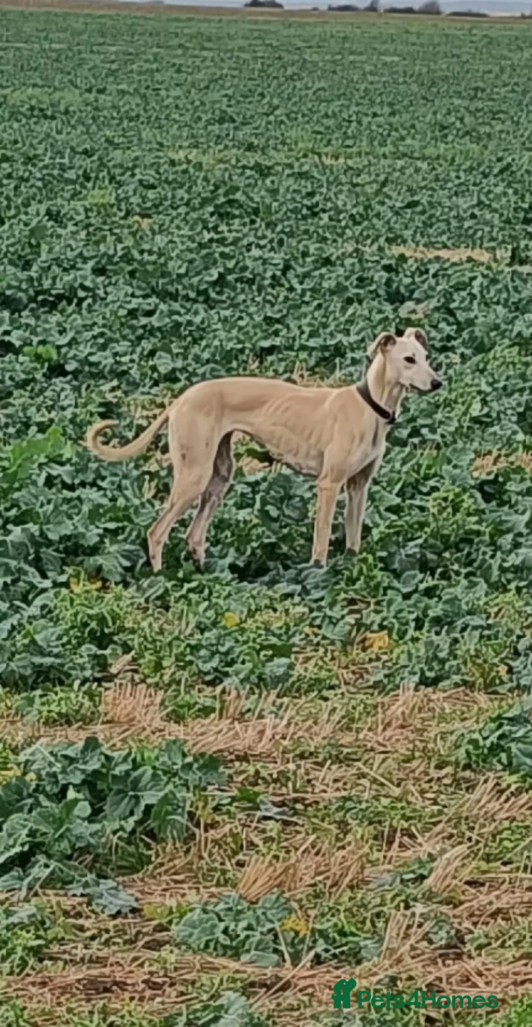 Lurcher dogs for sale: Lurcher puppies for sale in Gravesend - Advert 2