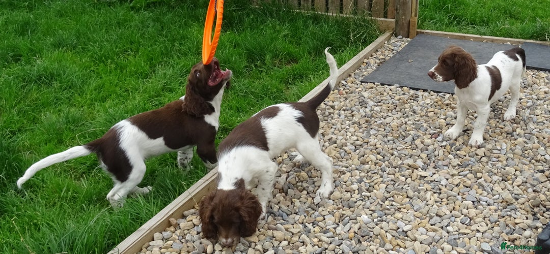 English Springer Spaniel dogs for sale: Two Gorgeous Boy English Springer Spaniel Puppies  - Image 24