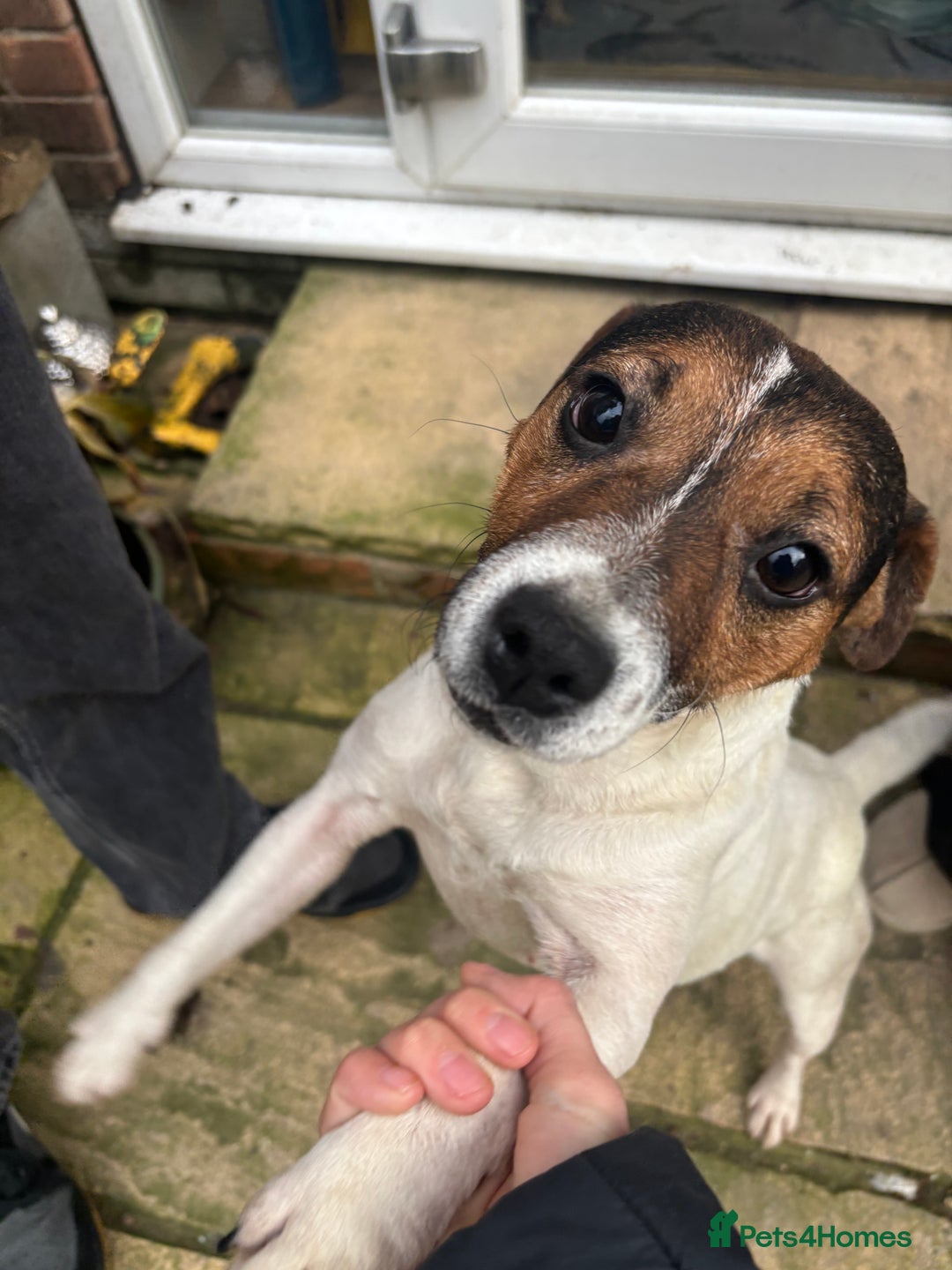 Jack Russell dogs for sale: 1 male 1 female Jack Russell pups - Advert 11