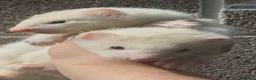 Ferret rodents for sale: Hob Ferret Kits  - Advert 4