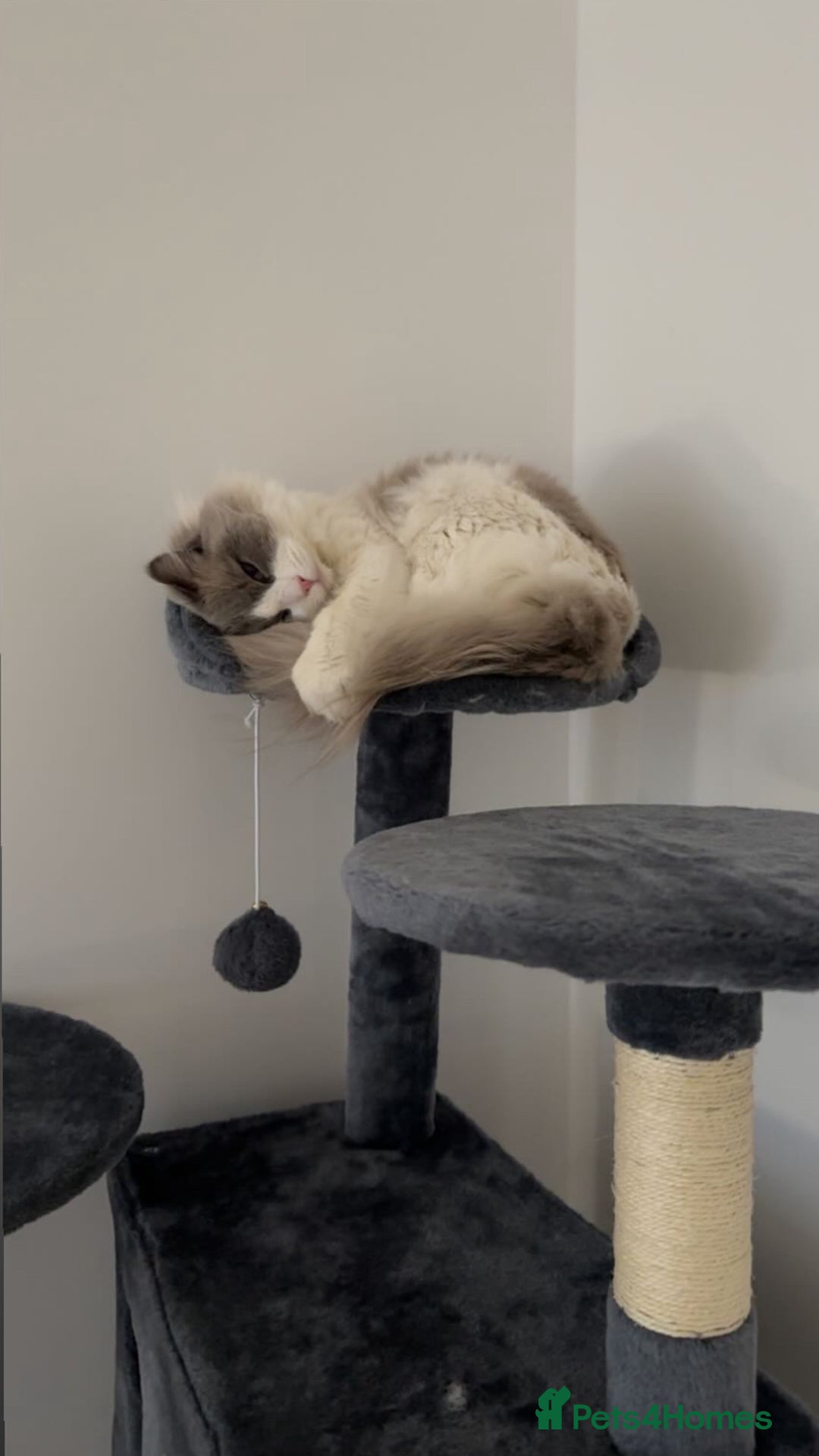 Ragdoll cats for stud: TICA RAGDOLL STUD CAT FOR SALE GRAND EUR CHAMP BL! - Image 1