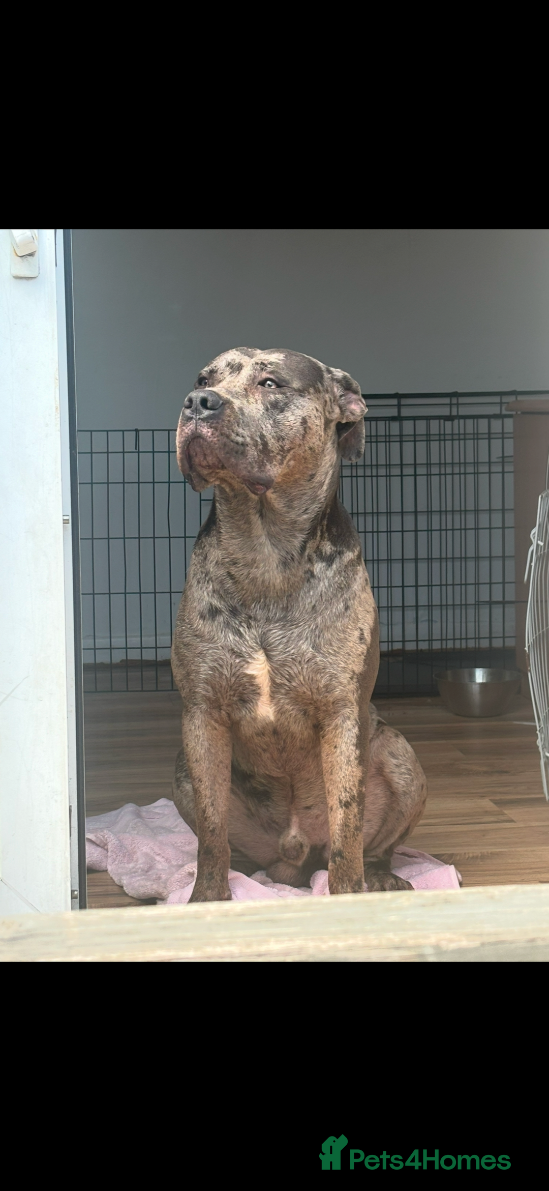 Mixed Breed dogs for sale: Zeus cane corso merle  - Image 1