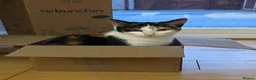 Mixed Breed cats for sale: Affectionate Calico Kitten - Advert 4