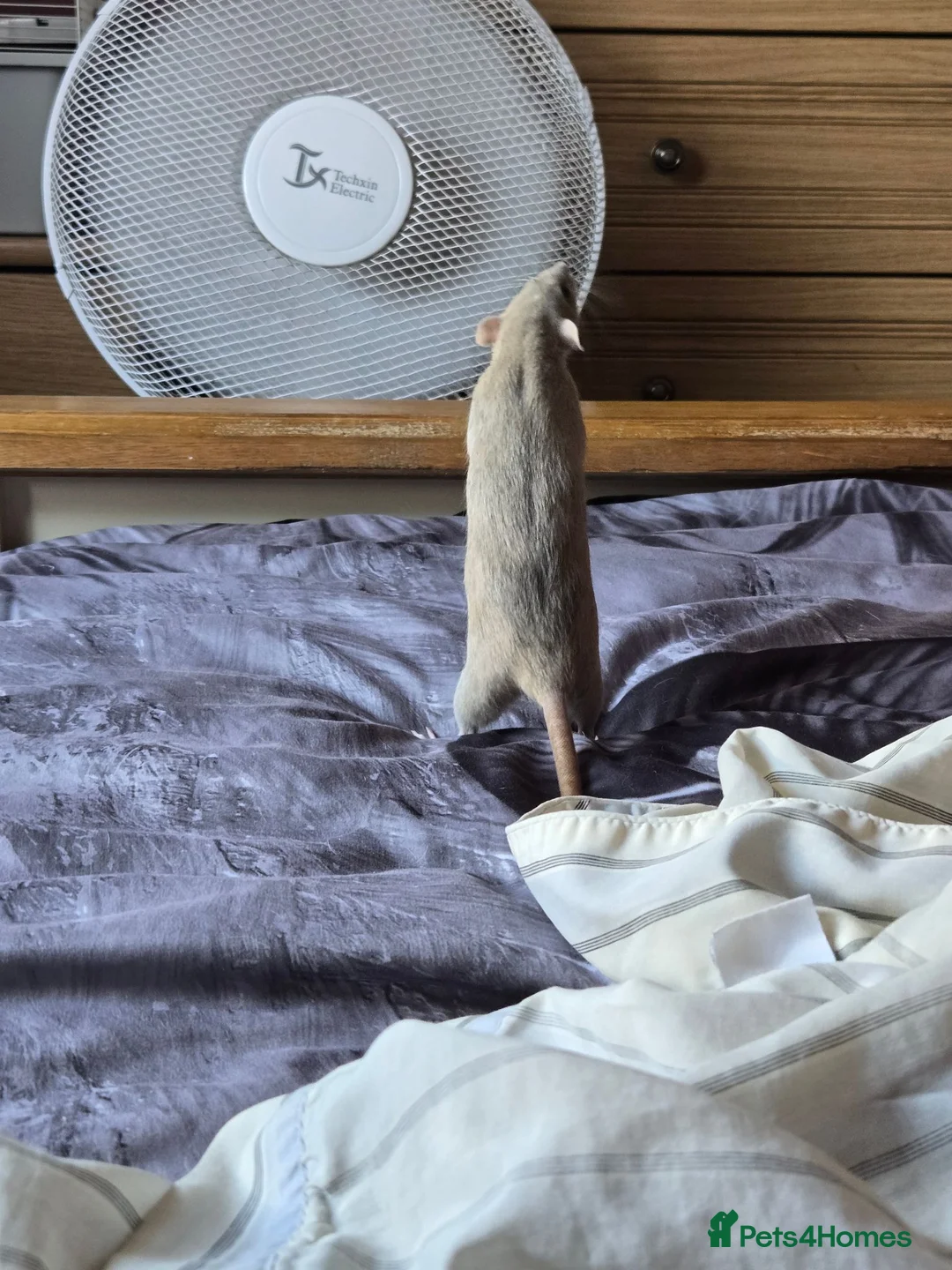 Rat rodents for sale: Baby rats - Advert 4