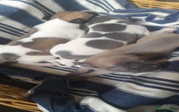 Whippet dogs for sale: Kc registered whippet pups  - Image 12