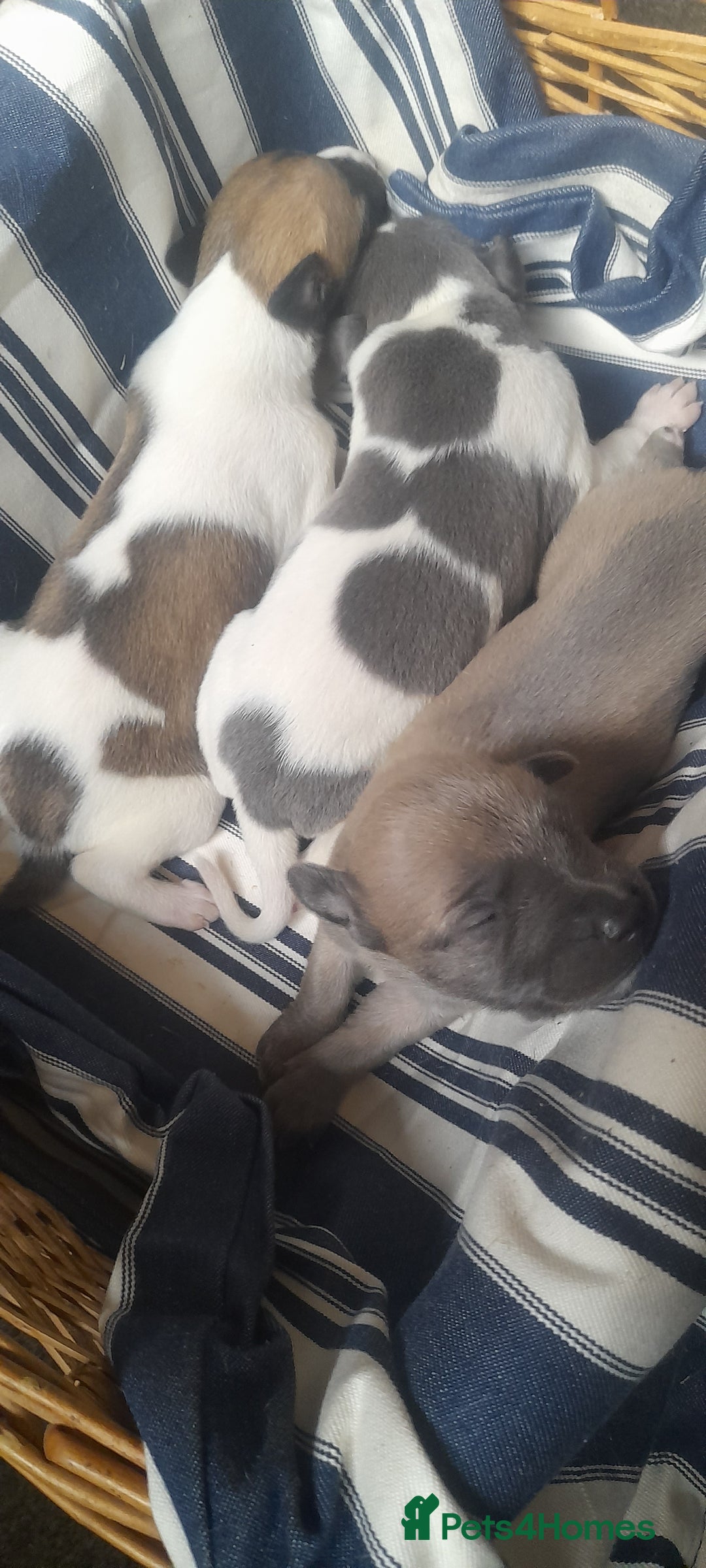 Whippet dogs for sale: Kc registered whippet pups  - Image 12