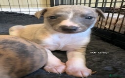 Whippet dogs for sale: Beautiful KC Whippet pups 5 boys - Image 6