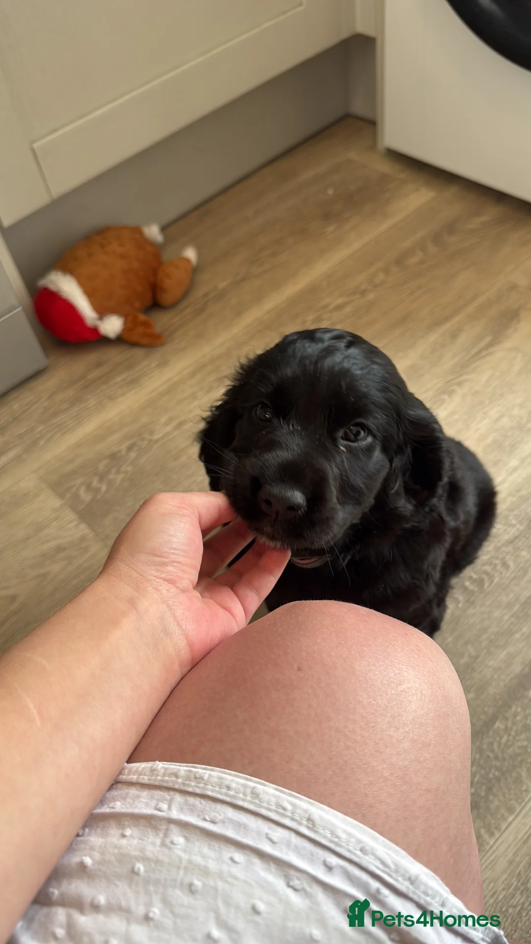 Chiweenie dogs for sale: Cockador puppy - Advert 12
