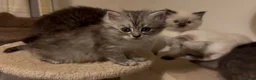 Persian cats for sale: Persian-Ragdoll Kittens - Affectionate and Fluffy - Advert 36