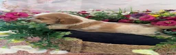 Mixed Breed dogs for sale: F1BB ENGLISH SHOW TYPE COCKERPOOS in Waterlooville - Advert 20