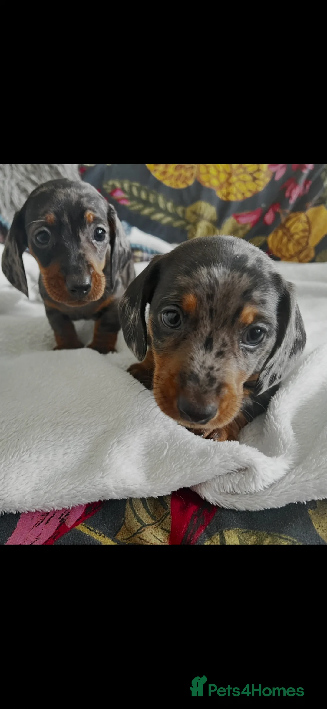 Dachshund dogs for sale: Home Reared Miniature Dachsund Puppies - Advert 17
