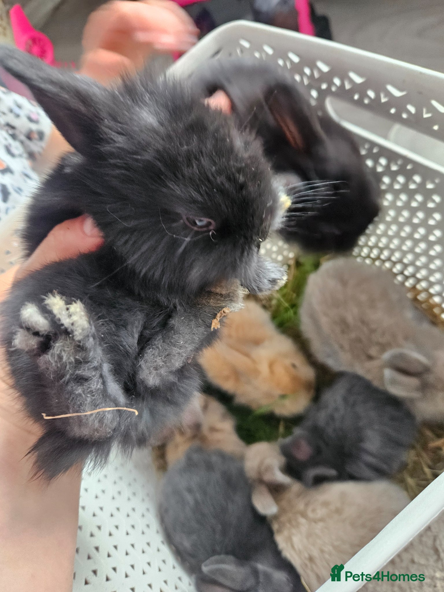 Mixed Breed rabbits for sale: Baby bunny's  - Advert 10