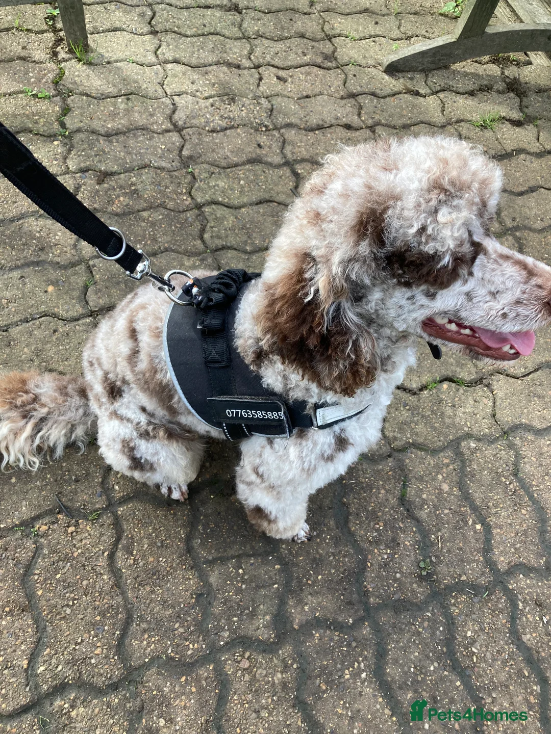Miniature Poodle dogs for stud: Prince Phillip in Benfleet - Advert 7