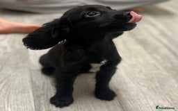 Cocker Spaniel dogs for sale: Last cocker spaniel male  - Image 5