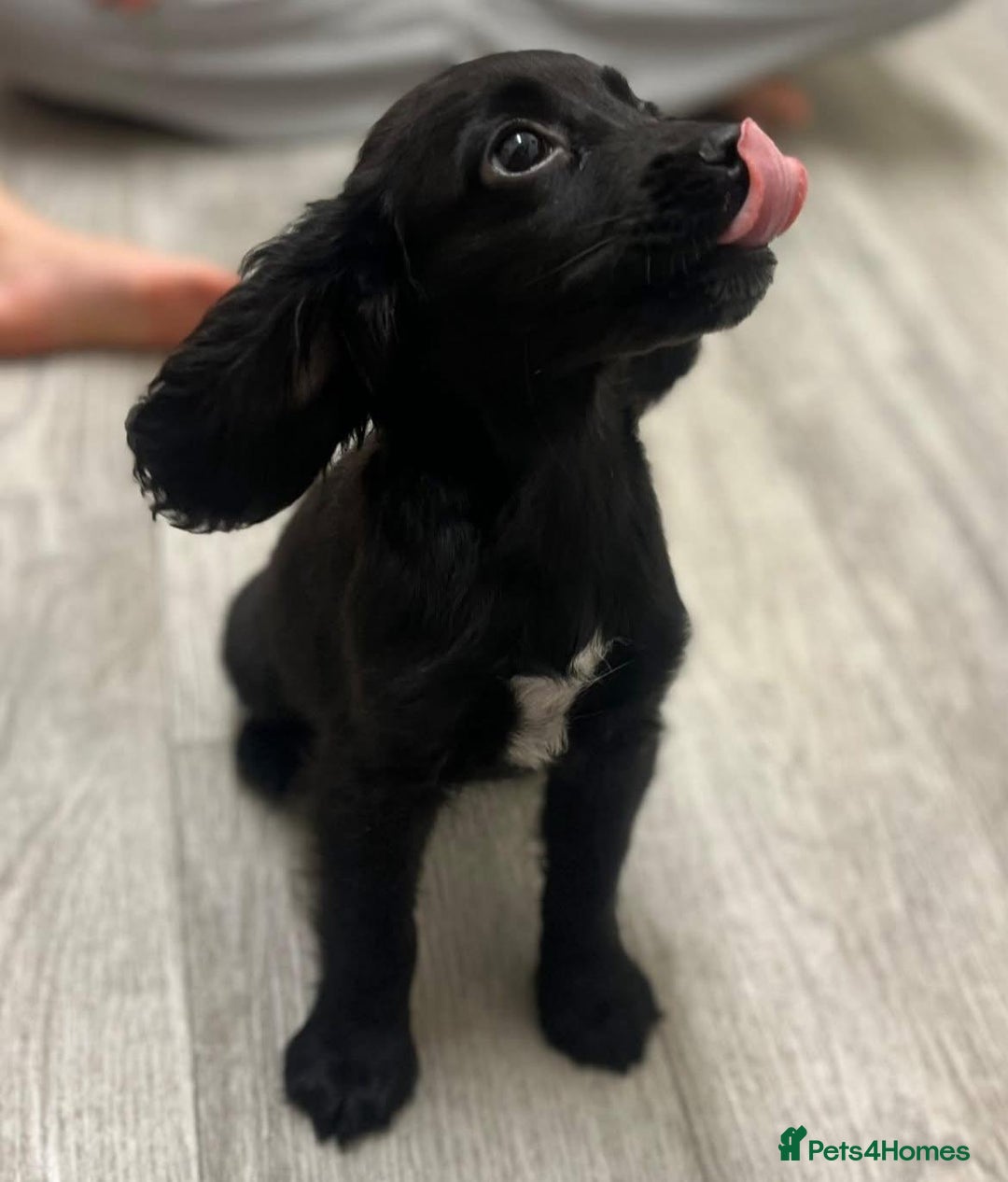 Cocker Spaniel dogs for sale: Last cocker spaniel male  - Image 5