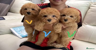Toy Poodle dogs - Advert 2