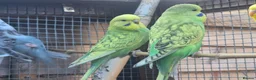Budgerigars birds for sale: Stunning beautiful 6 week old budgies - Advert 3