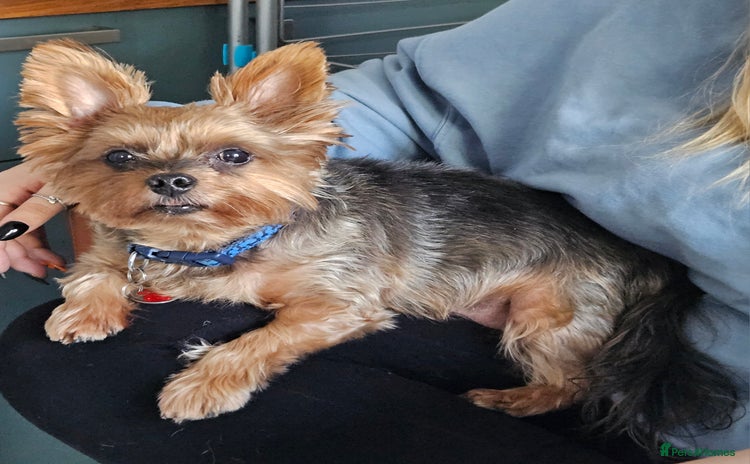 Yorkshire Terrier dogs - Advert 2