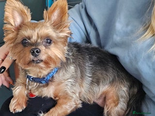Yorkshire Terrier dogs - Advert 31