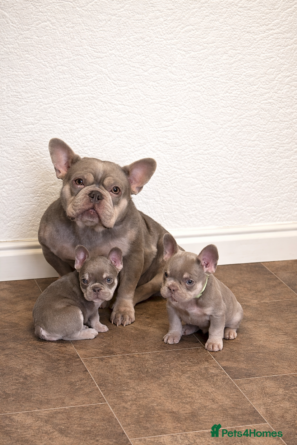 French Bulldog dogs French bulldog puppies  - Advert 2
