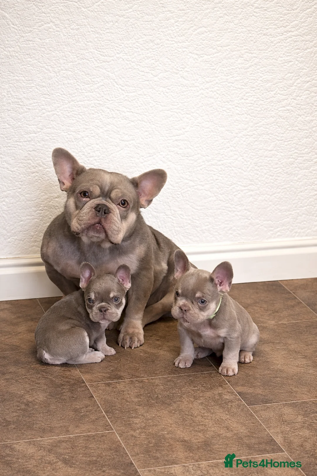French Bulldog dogs for sale: French bulldog puppies  - Advert 1