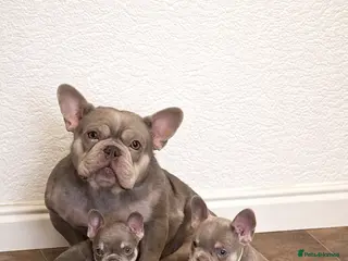 French Bulldog dogs French bulldog puppies - Advert 1