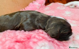 Cockapoo dogs for sale: Cocker Spaniel x Cockapoo Puppies Ready Soon  - Image 12