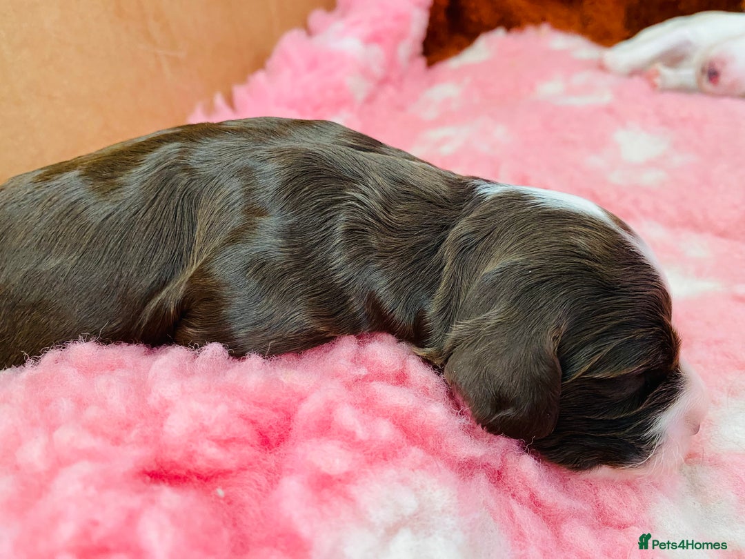 Cockapoo dogs for sale: Cocker Spaniel x Cockapoo Puppies Ready Soon  - Image 12