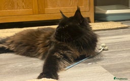 Maine Coon cats for sale: Attention please  - Image 9
