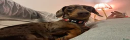Miniature Dachshund dogs for sale: Hazel seeks new lap - Advert 7