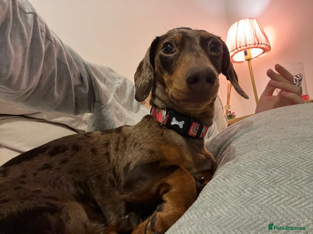 Miniature Dachshund dogs for sale: Hazel seeks new lap - Advert 7