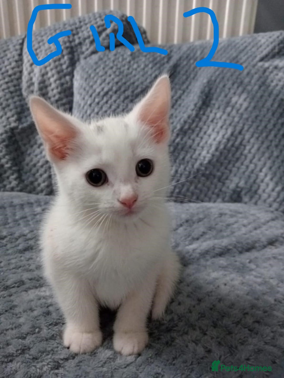 Mixed Breed cats for sale: KITTEN WHITE- MALE AND FEMALE BLACK BACK AND WHITE - Image 6