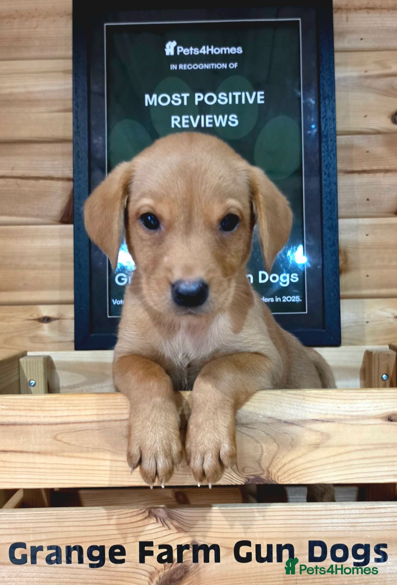 Labrador Retriever dogs for sale: 1 FOX RED KC BOY LABS WITH HEALTH TESTED PARENTS - Advert 2