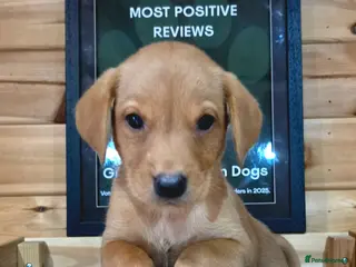 Labrador Retriever dogs for sale: 1 FOX RED KC BOY LABS WITH HEALTH TESTED PARENTS - Advert 2