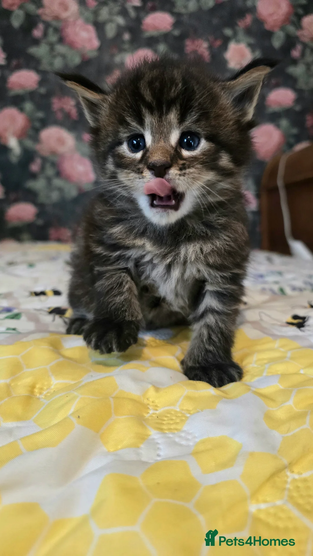 Maine Coon cats for sale: TICA REG MAINECOONS  - Advert 18