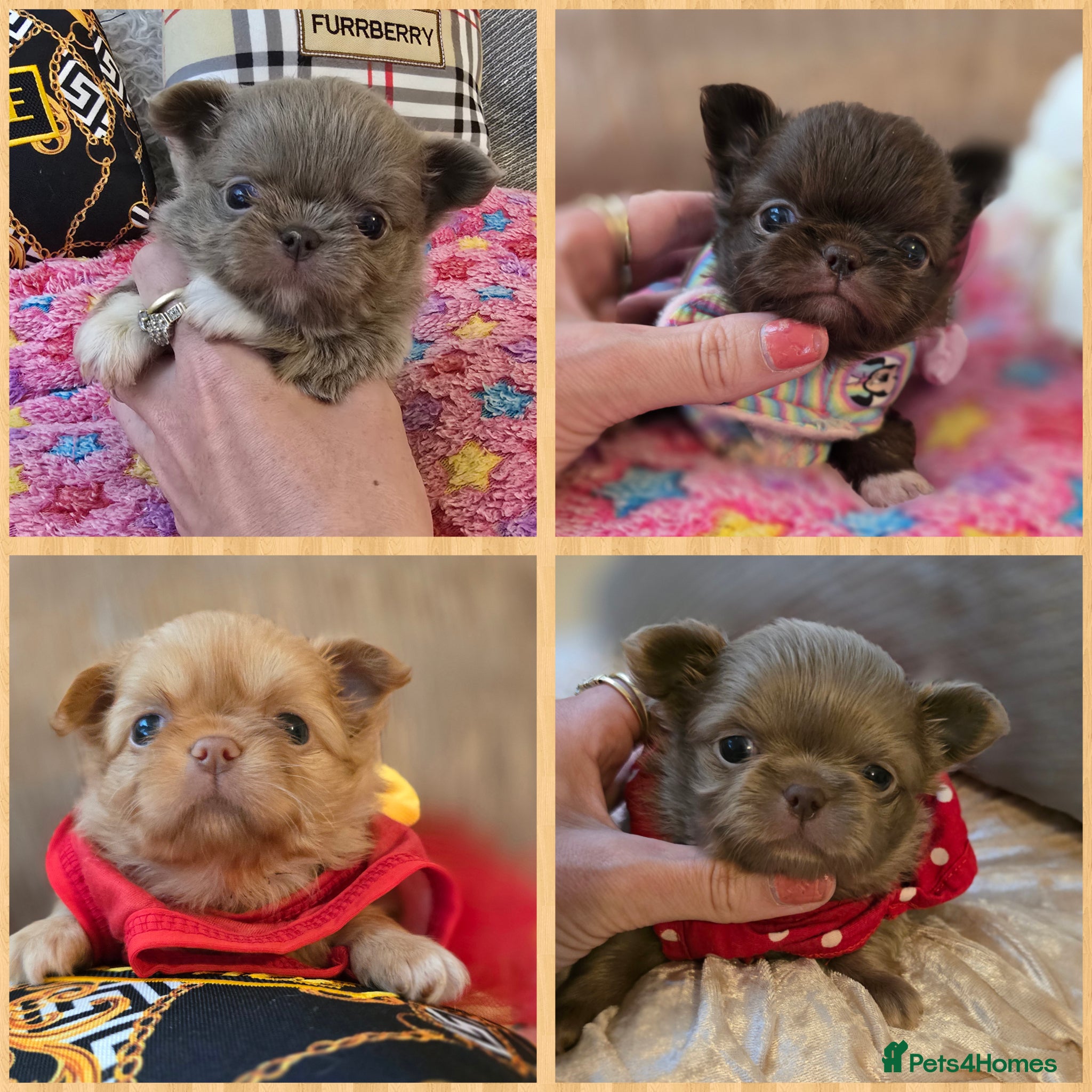 Chihuahua dogs for sale: Xx stunning kc chihuahua longcoat puppies Xx - Advert 1