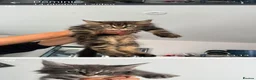Maine Coon cats for sale: Main coon kittens ready now - Advert 6