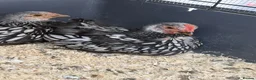 Chickens poultry for sale: Pure Silver Laced Wyandotte Cockerels x 2 in Slough - Advert 6