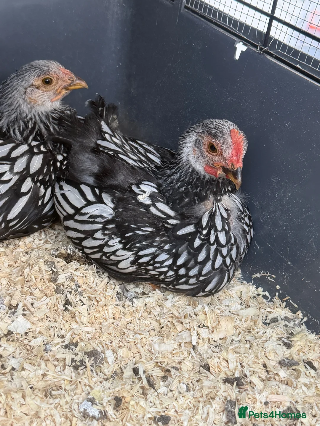 Chickens poultry for sale: Pure Silver Laced Wyandotte Cockerels x 2 in Slough - Advert 6