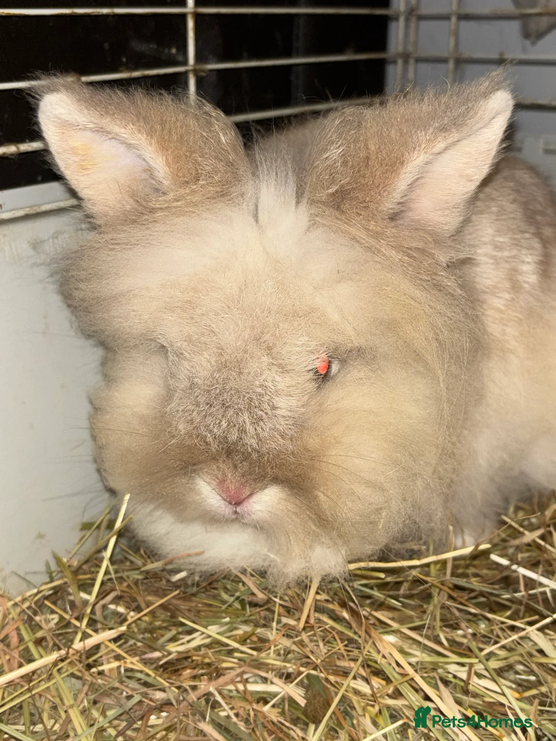 Lionhead rabbits for sale: 2 lion head rabbits, mum and bunny  - Advert 2