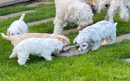 Cockapoo dogs for sale: Beautiful cockapoo puppy’s  - Image 29