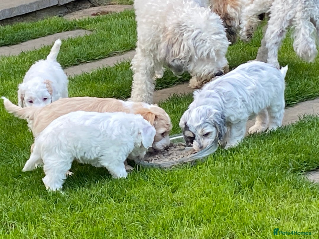 Cockapoo dogs for sale: Beautiful cockapoo puppy’s  - Image 29