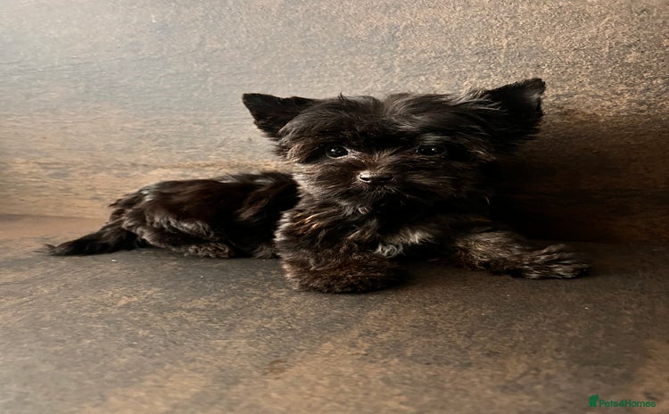 Yorkshire Terrier dogs - Advert 1