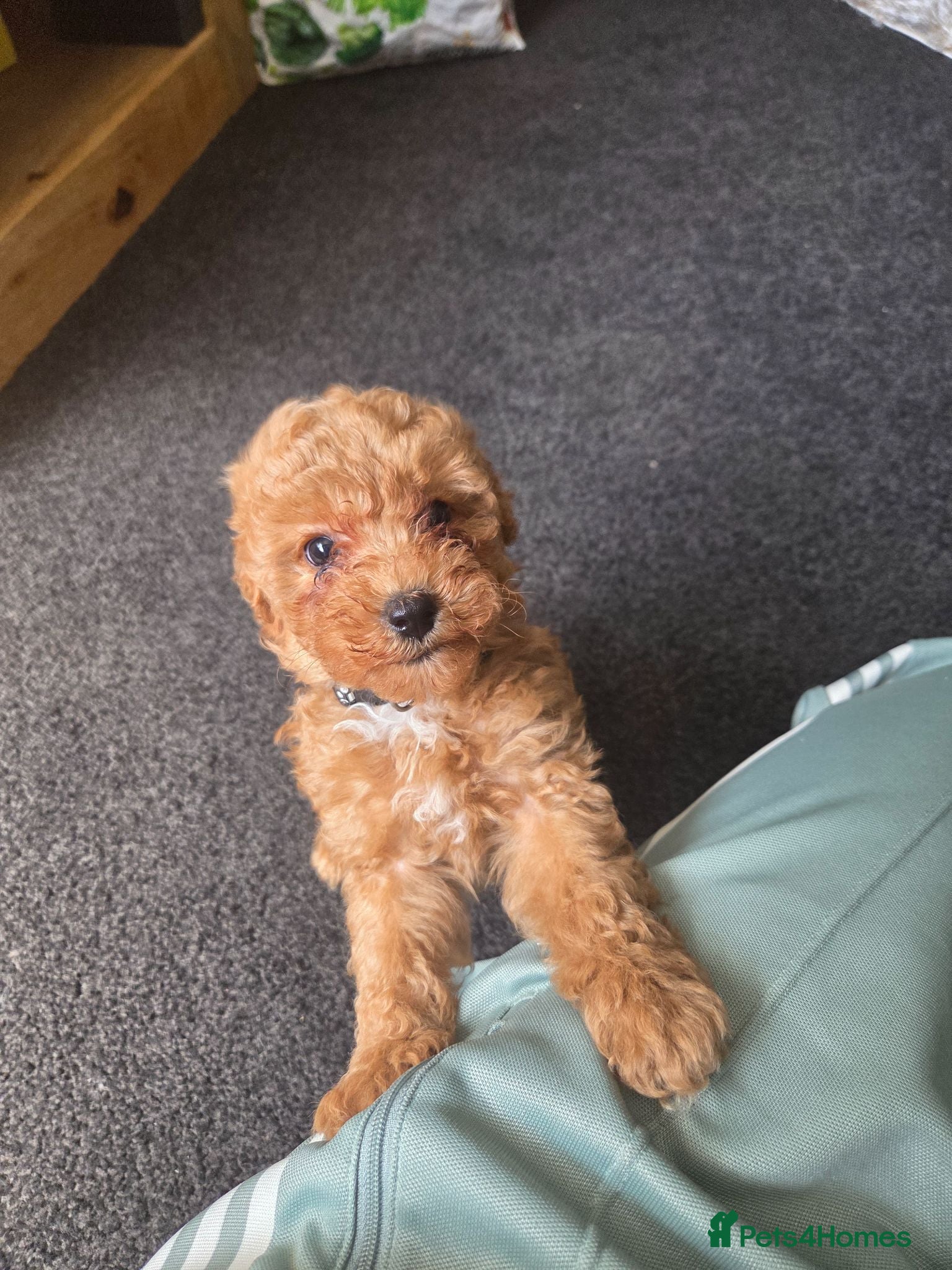 Cockapoo dogs Beautiful cockapoo  - Advert 4