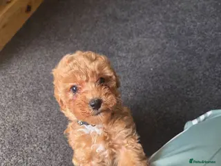 Cockapoo dogs Beautiful cockapoo - Advert 4