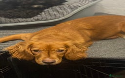 Cocker Spaniel dogs for sale: Cocker Spaniel Girl ‘Ruby’  - Advert 3