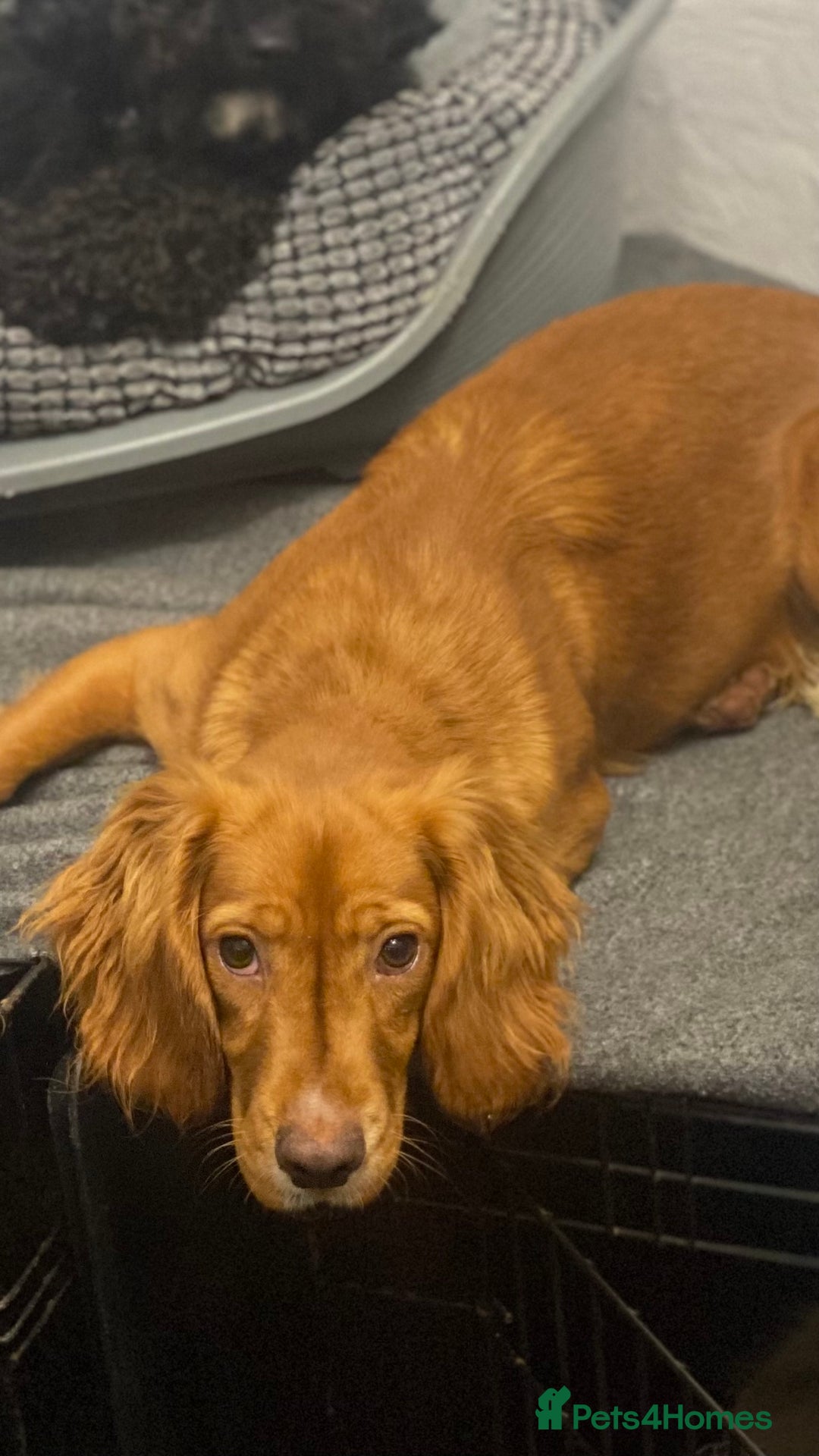 Cocker Spaniel dogs for sale: Cocker Spaniel Girl ‘Ruby’  - Advert 3