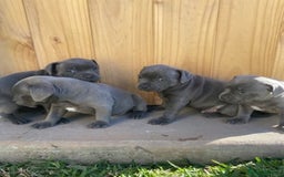 Staffordshire Bull Terrier dogs for sale: Honest blue Staffy's for sale.  - Image 2