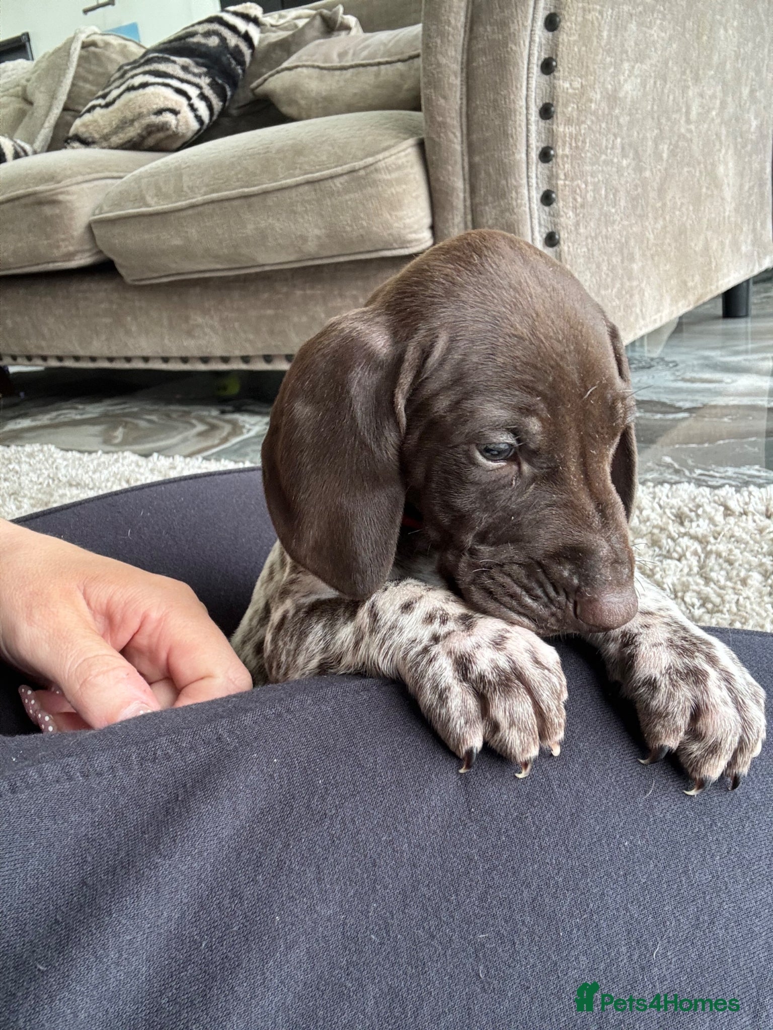 German Shorthaired Pointer dogs ONLY 1 🐾KC Registered German Shorthaired Pointers - Advert 5